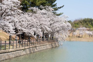 Güney Kore, Gyeongju 'daki Bomun Gölü Parkı' nda Kiraz Çiçeği. Yüksek kalite fotoğraf