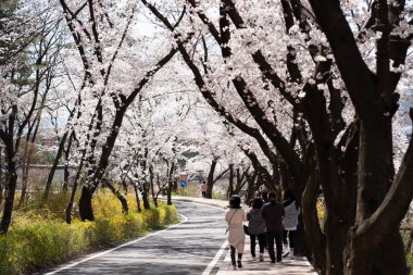 Güney Kore, Gyeongju 'daki Bomun Gölü Parkı' nda Kiraz Çiçeği. Yüksek kalite fotoğraf