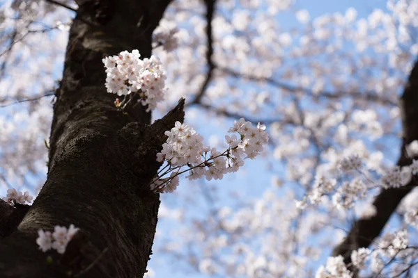 Cherry Blossom at Bomun lake park, Gyeongju city, South Korea. High quality photo