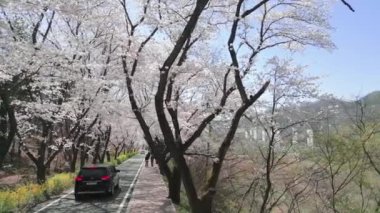 Baharda, Gyeongju 'da, Güney Kore' de, çiçek açan kiraz ağaçlarının üzerinde havadan çekilmiş yüksek kaliteli 4K görüntüler.