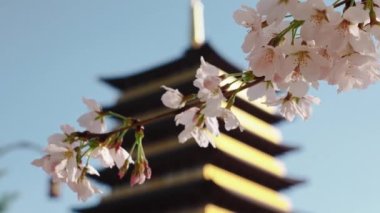 Arka planda Tapınak olan kiraz çiçeği, Güney Kore, Gyeongju. Yüksek kalite 4k görüntü