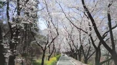 Baharda, Gyeongju 'da, Güney Kore' de, çiçek açan kiraz ağaçlarının üzerinde havadan çekilmiş yüksek kaliteli 4K görüntüler.