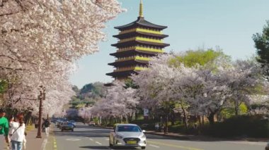 Arka planda Tapınak olan kiraz çiçeği, Güney Kore, Gyeongju. Yüksek kalite 4k görüntü