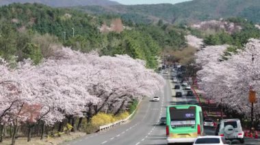 Güney Kore, Gyeongju 'da kiraz çiçekleri caddesinde trafik yoğunluğu. Yüksek kalite 4k görüntü