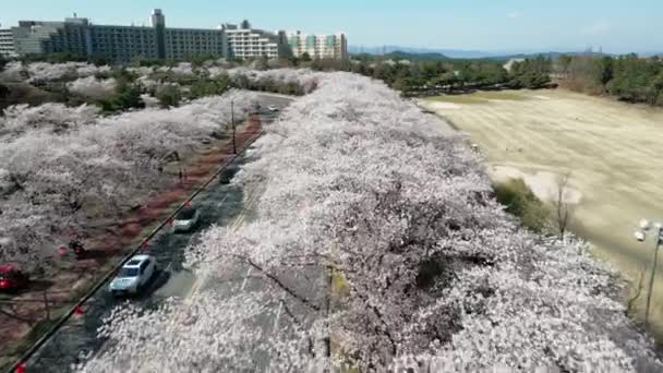 Luchtfoto Volle Bloesem Kersenbomen Het Voorjaar Gyeongju Zuid Korea Hoge — Stockvideo