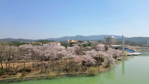 Baharda Gyeongju Güney Kore Çiçek Açan Kiraz Ağaçlarının Üzerinde Havadan — Stok video