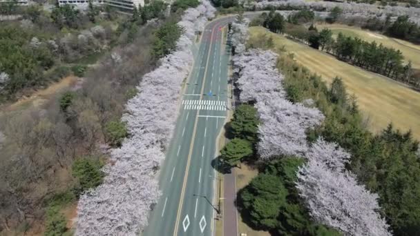 Baharda Gyeongju Güney Kore Çiçek Açan Kiraz Ağaçlarının Üzerinde Havadan — Stok video