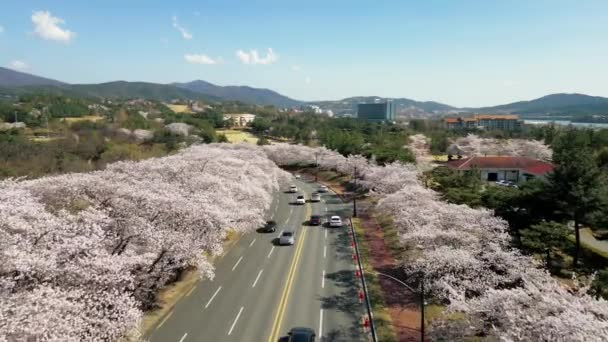 Tiro Aéreo Sobre Árvores Cerejeira Flor Cheia Primavera Gyeongju Coreia — Vídeo de Stock