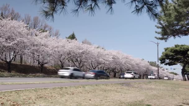 Timelapse Traffic Cherry Blooms Street Gyeongju South Korea High Quality — Stock Video