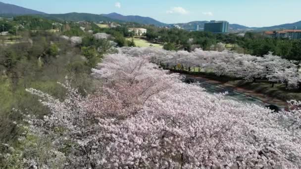 Tournage Aérien Dessus Cerisiers Pleine Fleur Printemps Gyeongju Corée Sud — Video