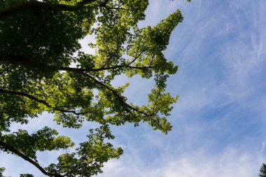 Ağaç mavisi gökyüzü, mavi gökyüzüne karşı ağaç tepesi güneşli bir günde, Güney Kore. Yüksek kalite fotoğraf