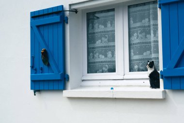 Noirmoutier Vendee France 'ın merkezindeki beyaz evler. Yüksek kalite fotoğraf