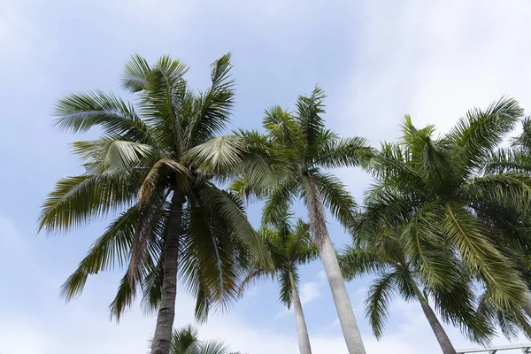 查看有天空背景的椰子树 高质量的照片 图库照片