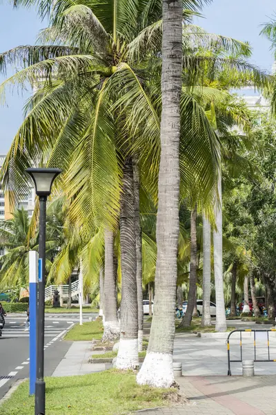 查看有天空背景的椰子树 高质量的照片 免版税图库图片