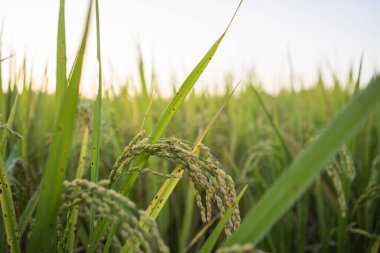 Pirinç tarlasında pirinç hasadı yapılmadan önce. Yüksek kalite fotoğraf