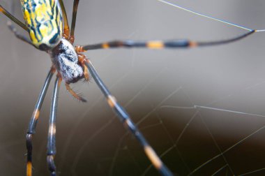 Japonya 'da Joro Gumo olarak bilinen Nephila clavata örümceğinin güzel yakın çekimi gri arka planda izole edilmiş..