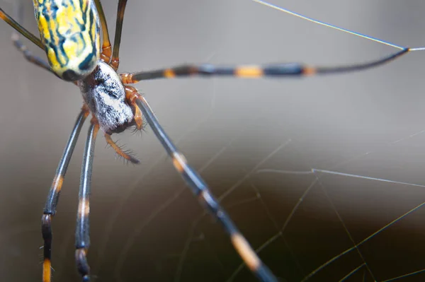 Beautiful Close Nephila Clavata Spider Known Japan Joro Gumo Isolated — Stock Photo, Image