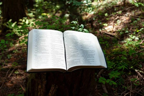 圣经上开篇诗篇119节在室外的讲坛上 用绿叶背景的美丽阳光照射着树干 — 图库照片