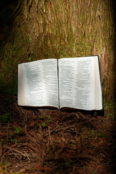 圣经以诗篇119的形式在室外阳光照射下在树干上 — 图库照片