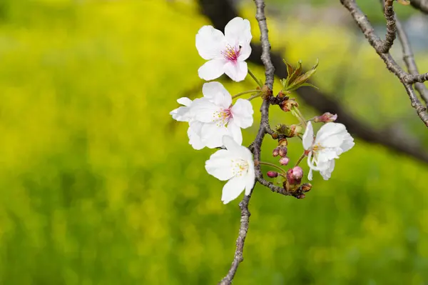 Cherry Blossom Branch Isolated Blurred Background Yellow Rapeseed Flowers Copy — Stock Photo, Image