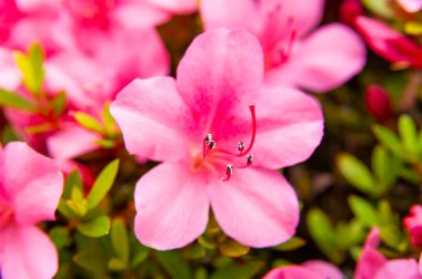 Azalea japonica ya da Japon açelya çiçekleri..