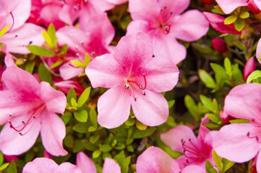 Azalea japonica ya da Japon açelya çiçekleri..