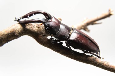 Hexarthrius mandibularis, stag beetle, on dry branch, isolated on white background. clipart