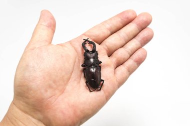 Hexarthrius mandibularis, stag beetle on top of a hand isolated on white background. clipart