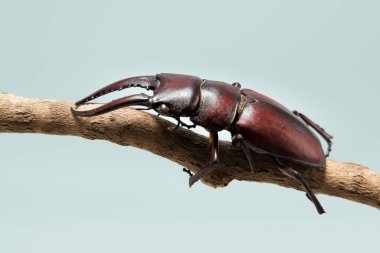 Prosopocoilus inclinatus, Japon erkek geyik böceği, hafif turkuaz arka planda izole edilmiş kuru dalda..