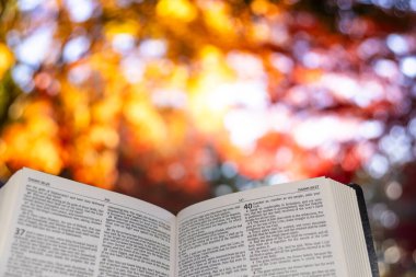 Fujinomiya-shi, Shizuoka-ken, Japonya - 7 Aralık 2024: Japon akçaağaç yapraklarıyla aydınlatılmış turuncu ve kırmızı sonbahar akçaağaç yapraklarından oluşan açık bir İncil.