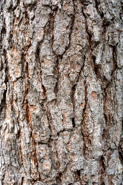 Textura Alívio Casca Marrom Close Árvore — Fotografia de Stock