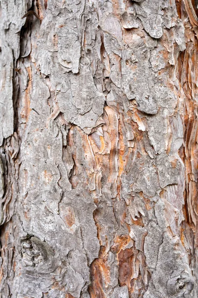 나무를 가까이 나무껍질의 — 스톡 사진