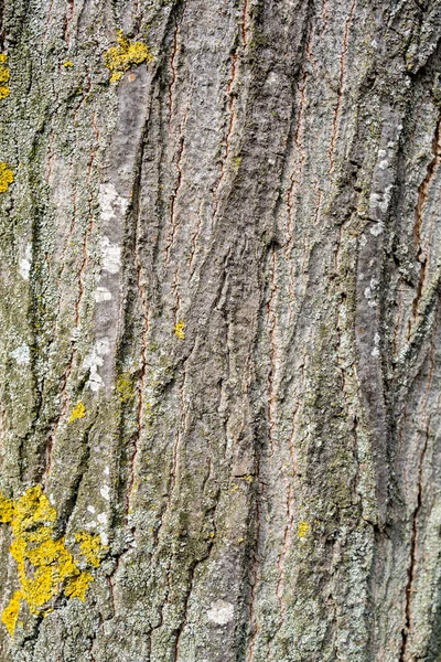 ツリーのクローズアップの茶色の樹皮の救済テクスチャ — ストック写真
