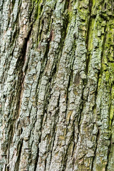 Textura Alívio Casca Verde Close Árvore — Fotografia de Stock