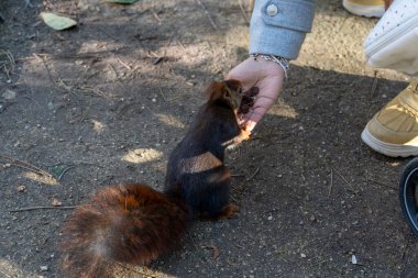Şehrin parkında sincaba yem olan kadının elleri