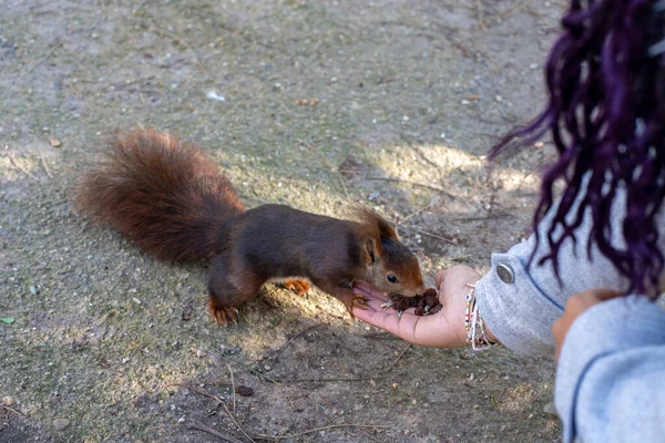 Closeup Hand Young African American Woman Feeding Squirrel Park City — Stock Photo, Image