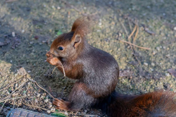 Closeup Squirrel Sitting Eating Ground City Park — Stock Photo, Image