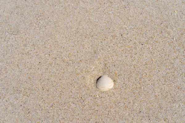 Hintergrund Seesandkörner Feiner Strandsand Und Muscheln — Stockfoto
