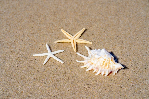 Summer Sea Beach Concept Seashell Andstarfish Sand Top View Copy — Stock Photo, Image