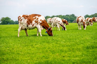 Mavi gökyüzünün altındaki yeşil çimlerin üzerindeki çayırda kahverengi beyaz bir inek