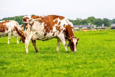 Mavi gökyüzünün altındaki yeşil çimlerin üzerindeki çayırda kahverengi beyaz bir inek