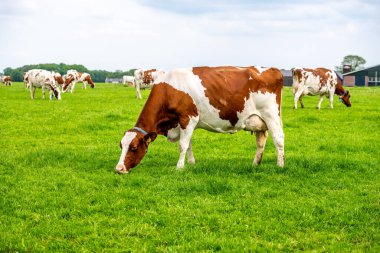 Mavi gökyüzünün altındaki yeşil çimlerin üzerindeki çayırda kahverengi beyaz bir inek