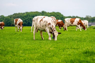 Mavi gökyüzünün altındaki yeşil çimlerin üzerindeki çayırda kahverengi beyaz bir inek