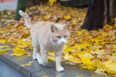 Sonbahar parkında kırmızı kedi