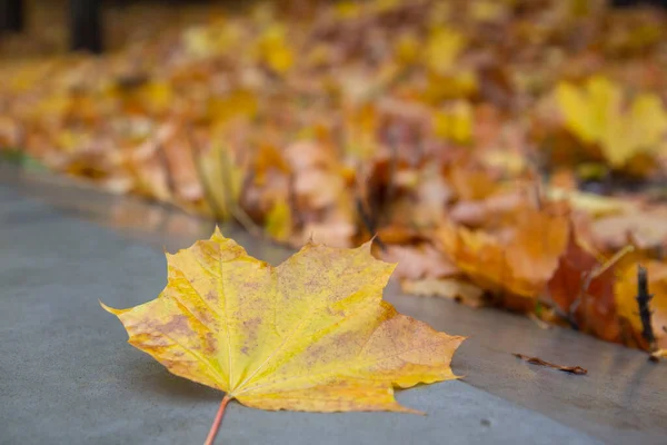 Herbstlaub Auf Dem Boden — Stockfoto