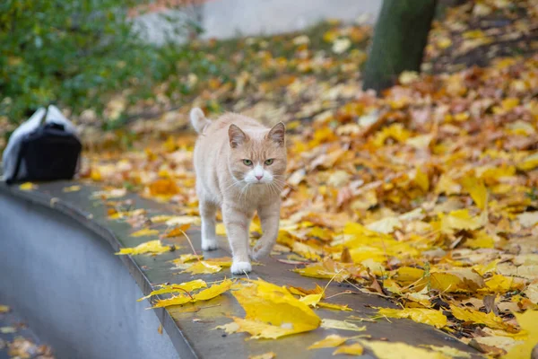 Червоний Кіт Осінньому Парку — стокове фото