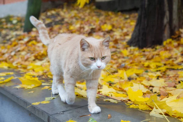 Красный Кот Осеннем Парке — стоковое фото