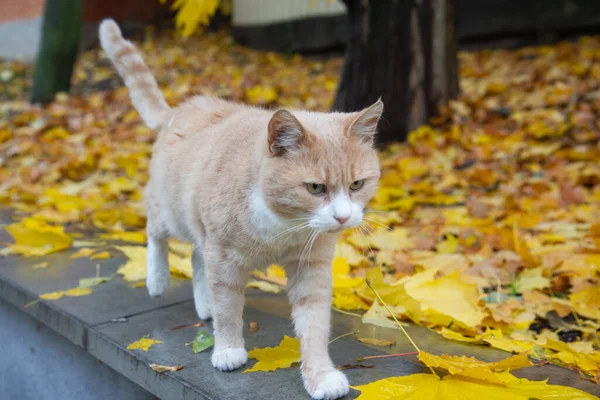 Sonbahar parkında kırmızı kedi