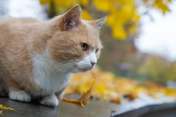 Красный Кот Осеннем Парке — стоковое фото