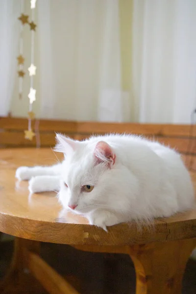 Gatto Bianco Trova Tavolo Legno Cucina — Foto Stock